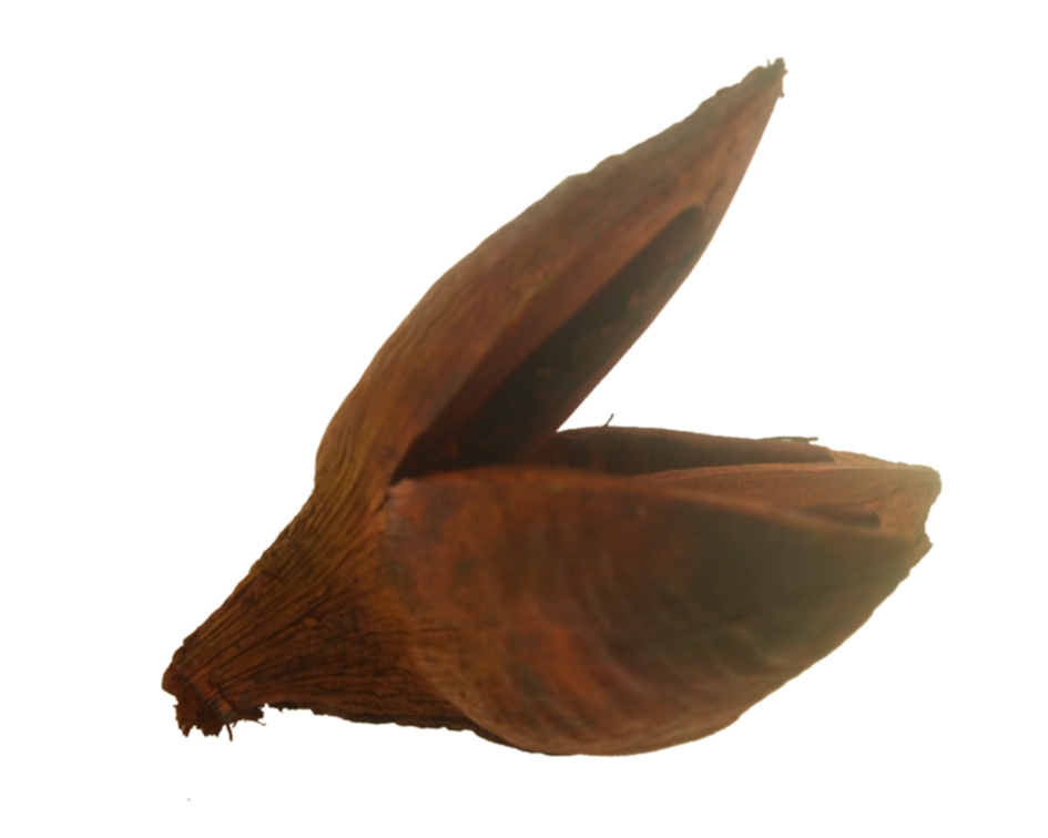Casca flor de sororoca (grande) - Laranja (unidade)